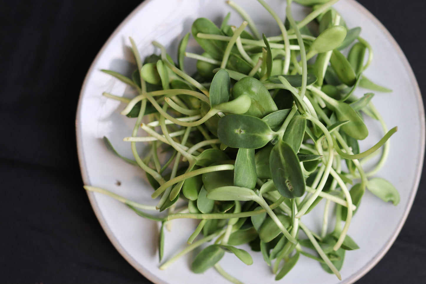Sunflower Shoots